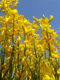 Image result for Aptosimum junceum