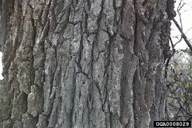 We did not find results for: Quercus Macrocarpa
