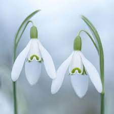 Snowdrop Duet By Sarah Fiona Helme Photography Competitions Rhs Flower Images
