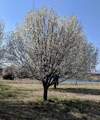 There are several other cultivars of this finally, callery pear trees do have a distinctive smell, which is not always described pleasantly. Gardens Of The Cross Timbers Do Your White Flowering Trees Smell Like Dead Fish News The Shawnee News Star Shawnee Ok