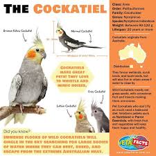 The Cockatiel Cockatiel Pet Birds Cockatiel Care