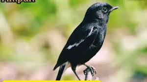 Harga burung decu kembang rp 100.000 sampai dengan rp 300.000. Suara Pikat Decu Kembang Mp3 Terbaru A R Kicau Youtube