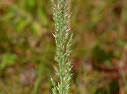 Image result for Arundinella nepalensis