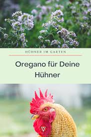 Huhn Krank Was Tun Www Befluegelt Vet Huhner Im Garten Huhner Huhner Haltung