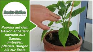 Wie oft wird die paprika pflanze voraussichtlich verwendet? Paprika Auf Dem Balkon Anbauen Gemuse Balkon