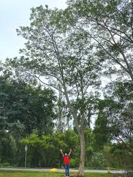 Image result for Albizia grandibracteata