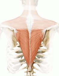 What Are Your Shoulders Doing In Upward Dog Yoga Anatomy Yoga Muscles Yoga Teacher Resources