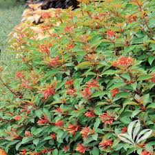 Image result for Hamelia patens