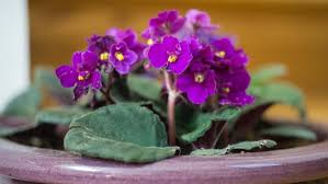 African violets will thrive in bright, warm and humid conditions. How To Grow African Violets Caring For African Violets