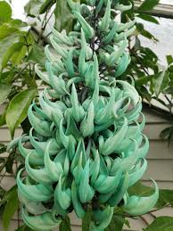 Image result for Strongylodon macrobotrys