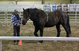 Study Horses More Relaxed Around Nervous Humans The Horse