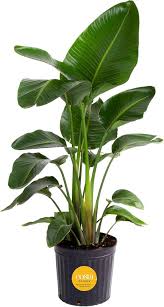 Image result for Strelitzia