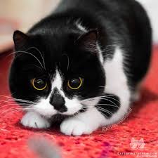 Black And White Cat With Orange Eyes Black And White Cat With Big Eyes Play Mode Cute Cats Cute Animals Cats