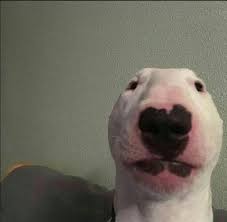 Search, discover and share your favorite dog meme gifs. What S Up With This Picture Of This Dog Outoftheloop