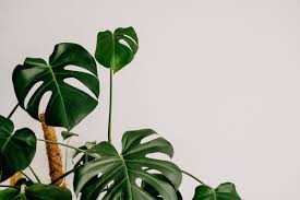 Image result for Monstera