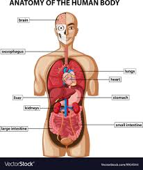 diagram showing anatomy of human body with names