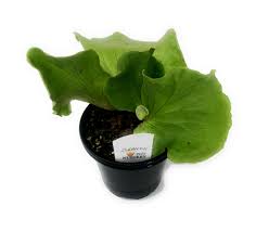 Image result for Platycerium elephantotis