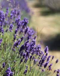 The Anatomy Of Lavender Lavender Meaning Lavender Plants For Sale Lavender Plant