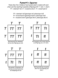 Genetics For Kids Mini Lecture And Punnett S Square Activity 7th Grade Science Genetics Lesson Genetics