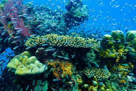 Für jeden tag gibt es ein bilchen mit winterlichen bzw. Umweltfreundliche Sonnencreme Was Uv Schutz Mit Korallen Zu Tun Hat