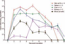 It is the only order in the class ellioviricetes. Marburg Virus Rna In Skin Liver Spleen And Kidneys Of Marburg Download Scientific Diagram