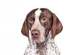 Chagas A Disease Carried By The Kissing Bug Can Be Deadly To Both Dogs And Humans American Kennel Club