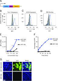 Recombinant SARS-CoV-2 RBD protein binds to human ACE2 and facilitates... |  Download Scientific Diagram