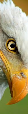 The Eye Of The Eagle You Are My Mighty Eagle In The Spirit My Love A Man Of Prophetic Revelation Discernment Fierce Animals Bald Eagle Animals