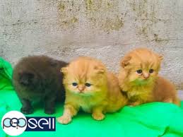 Start shopping pets for less today and grab a screamin' good deal. Persian Cat For Sale Irinjalakuda Free Classifieds