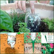 Pin On Gardening