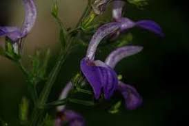 Image result for Brillantaisia madagascariensis