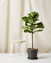 What are roblox gift card codes? Buy Potted Fiddle Leaf Fig Indoor Plant Bloomscape