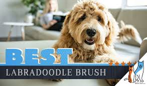 Check spelling or type a new query. 7 Best Brushes For Labradoodles W Surprising Tips For Effective Brushing
