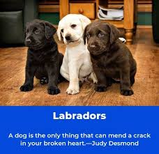 Labrador Retriever Training Labradoroftheday Labradorsofinsta Labrador Retriever Quotes Labrador Retriever Training Labrador