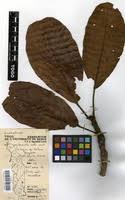 Image result for Terminalia mollis