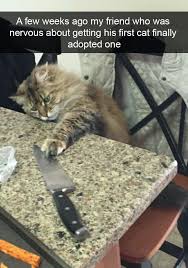 Funny Cats Of Instagram Funny Cat Memes Funny Animals Funny Animal Memes
