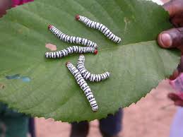 Image result for Millettia eetveldeana