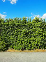 Image result for Podocarpus