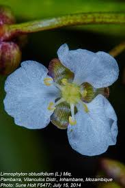 Image result for Limnophyton obtusifolium