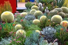 Her nle için anında hazır 4k ve hd video. 11 Ways To Use Cactus To Enhance Your Landscaping