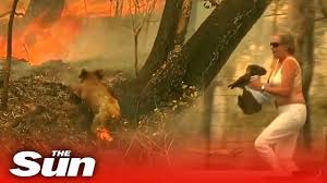 Check spelling or type a new query. Woman Saves Scorched Koala From Australian Bushfire Youtube