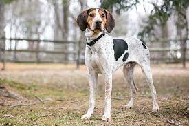 One such coonhound is known as the running walker. Treeing Walker Coonhound Dog Breed Information