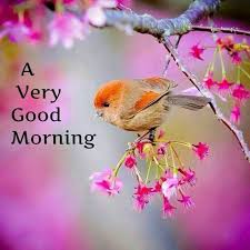 A Very Good Morning With A Beautiful Bird Images Good Morning Images Quotes Wishes Messages Greetings Awesome pink roses morning pic. beautiful bird images