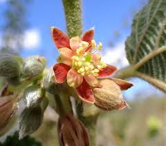 Image result for Grewia herbacea