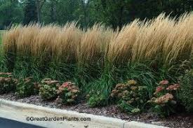 Great Garden Plants Blog Driveway Landscaping Front Yard Landscaping Backyard Landscaping