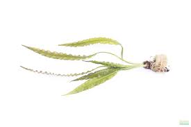 Image result for Aponogeton stuhlmannii