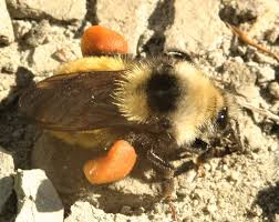 Image result for Bombus pascuorum pallidofacies