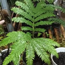 Image result for Marattiaceae