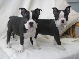 Visit us now to find your dog. Boston Terrier For Sale Nz Petfinder