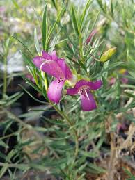 Maybe you would like to learn more about one of these? Purple Our Plant List Australian Outback Plants Native Plant Nursery Usa